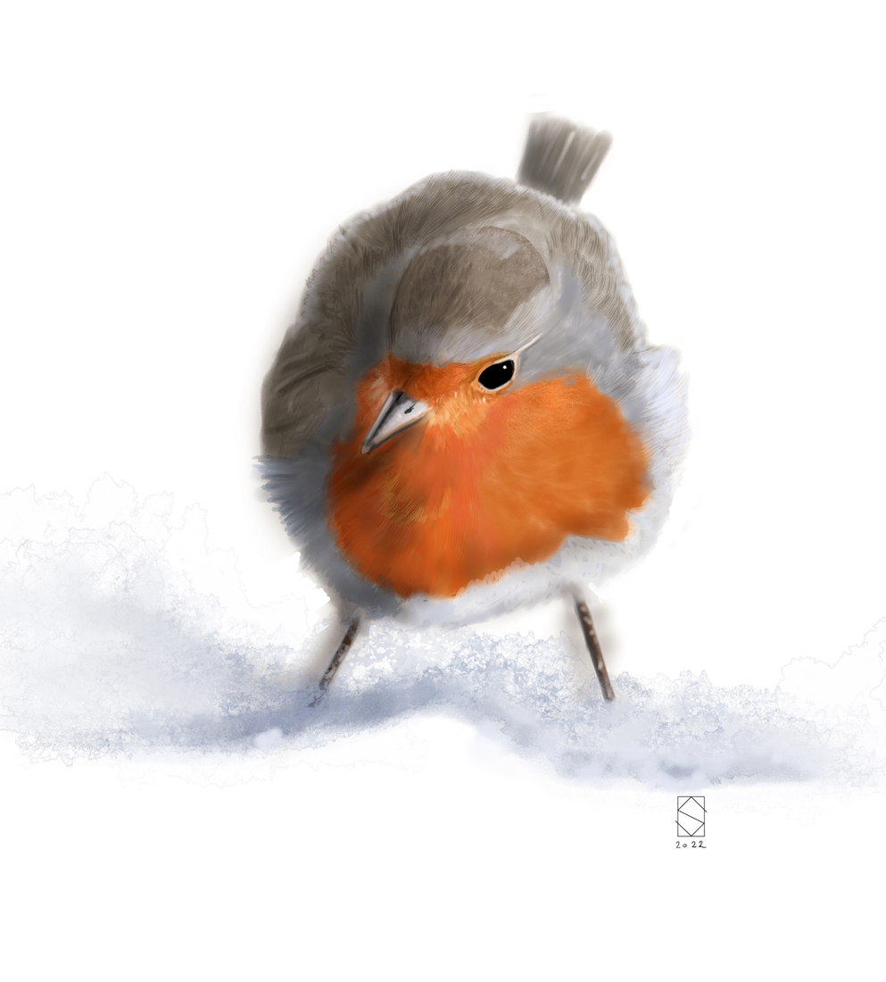Robin in the snow