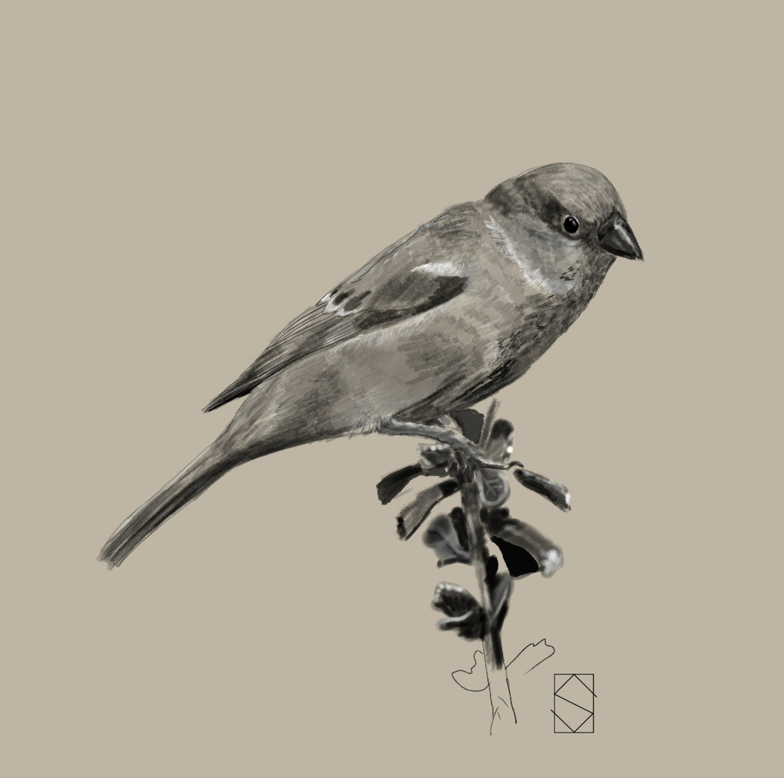 Sparrow B/W