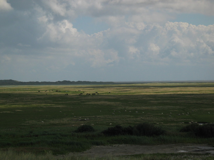 duinlandschap 1