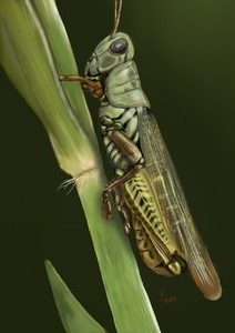 ter zee, ter land en in de lucht