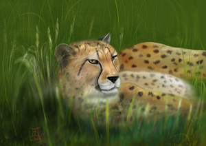 Alles wat op een kat lijkt behalve de kat zelf