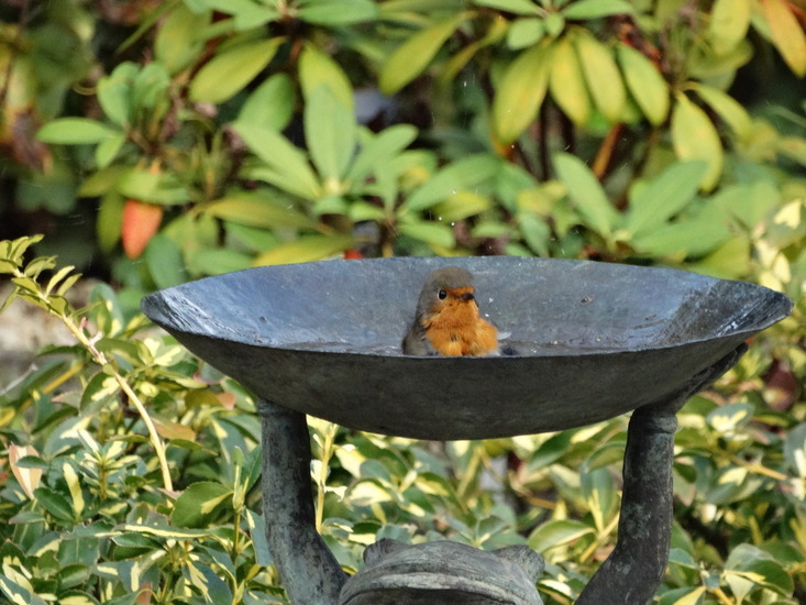 Roodborstje in kikkerbad