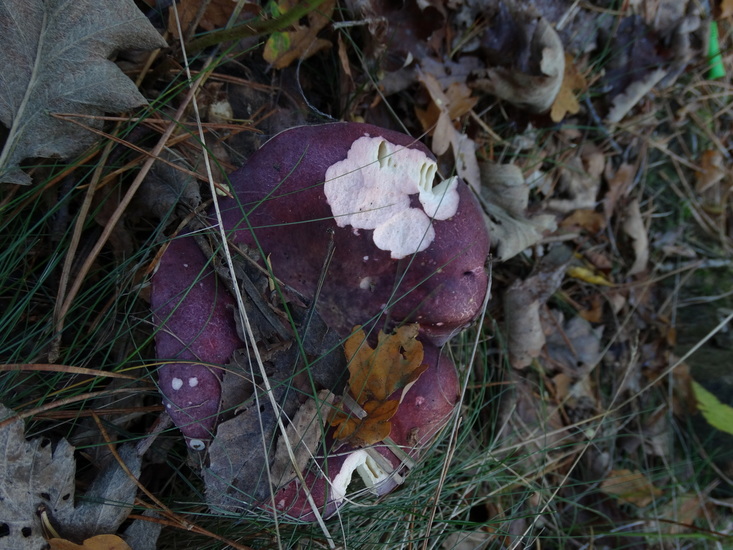 Duivelsbrood russula