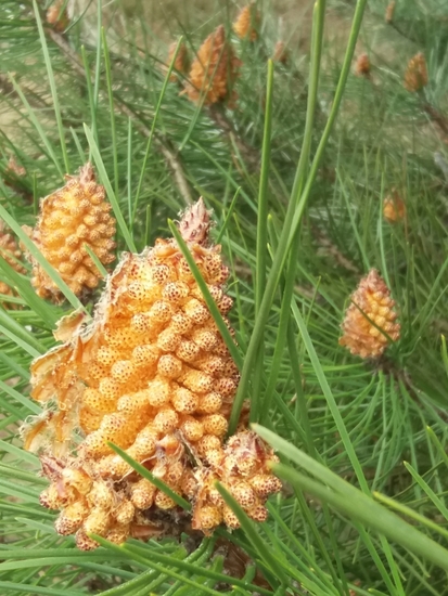 Golden cones