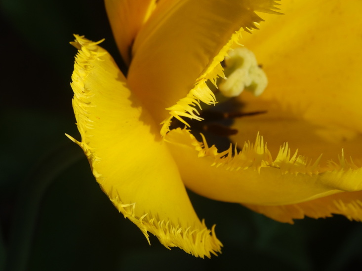 Daffodil