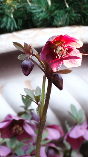Kerstroos/Helleborus