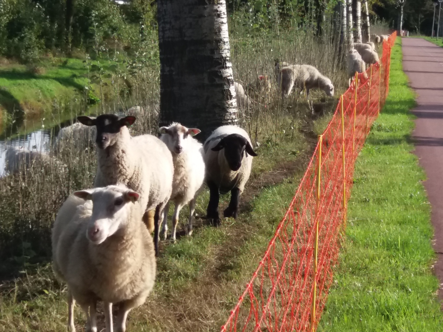 Sheep parallelism