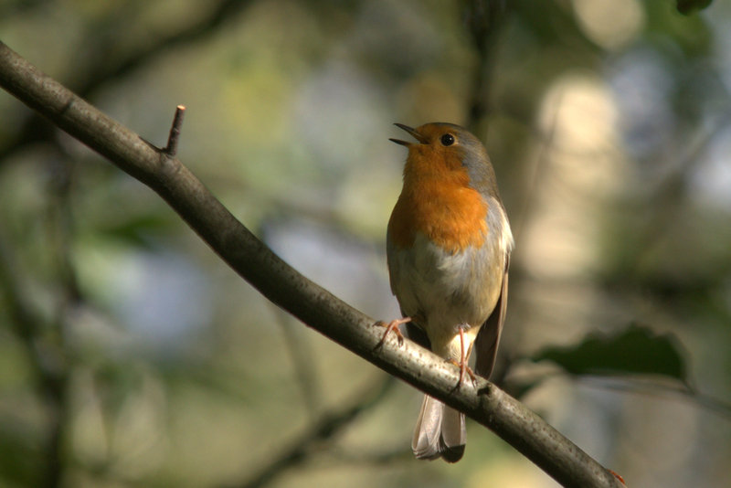Roodborst