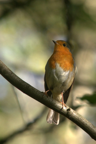 Roodborst