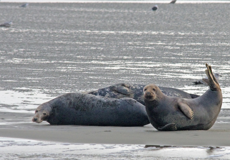 Zeehonden