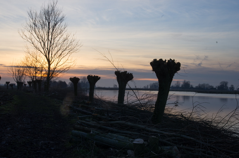 Willeskop