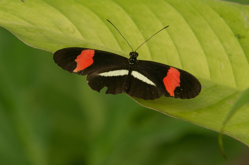 Postman Butterfly