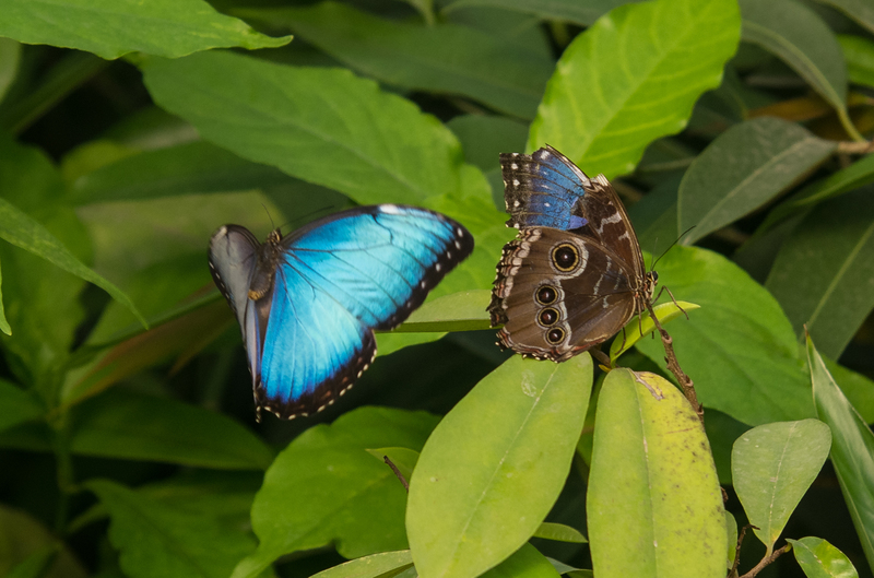 Blauwe Morpho