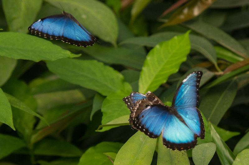 Blauwe Morpho