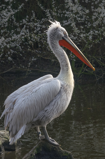 Pelikaan