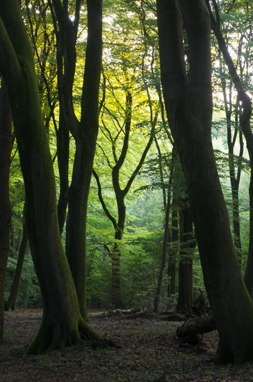 Veluwe