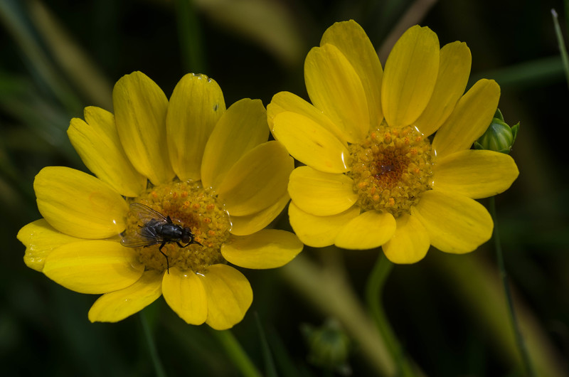 wilde bloemen met ..