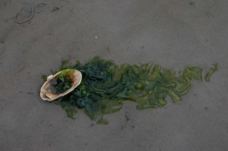 wadden