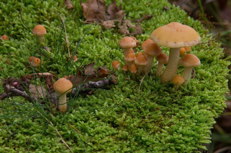 Paddestoelen