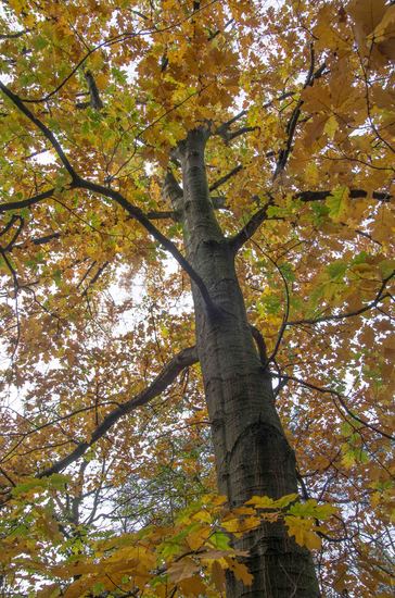 Herfst