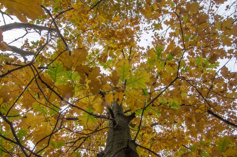 Herfst