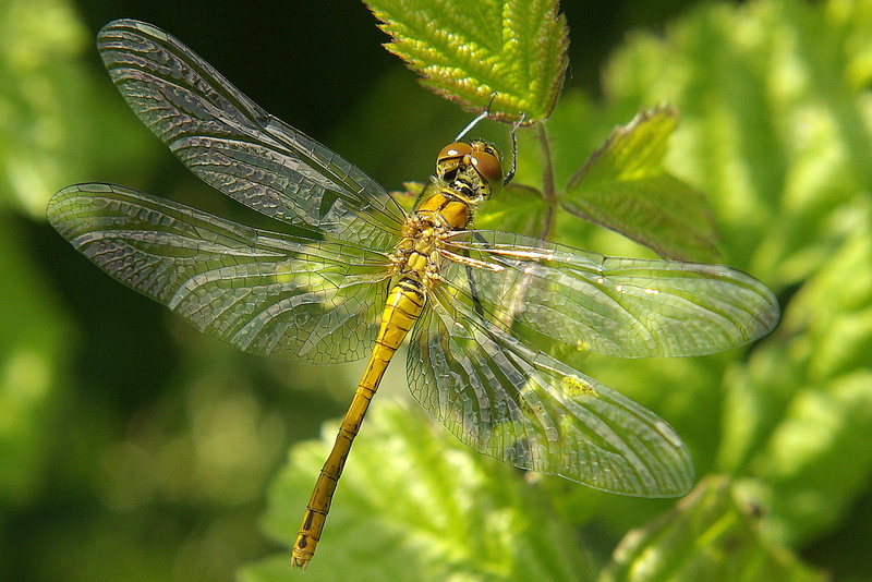 Libelle