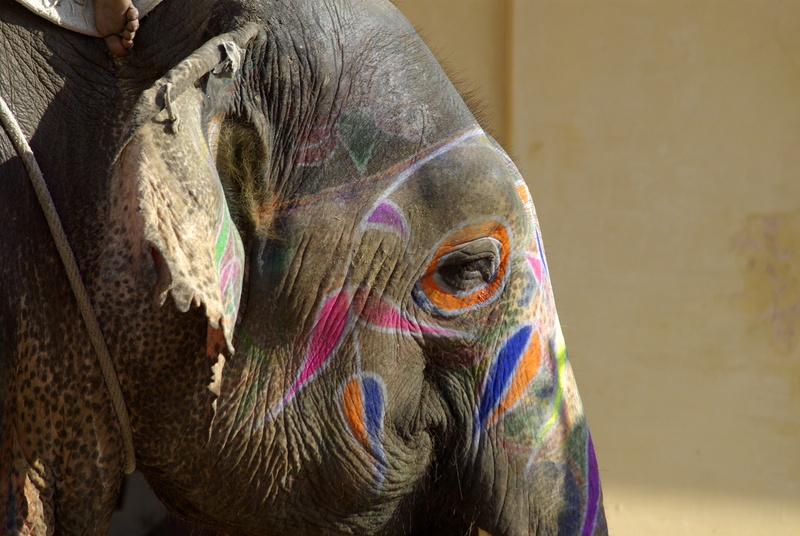 Olifant