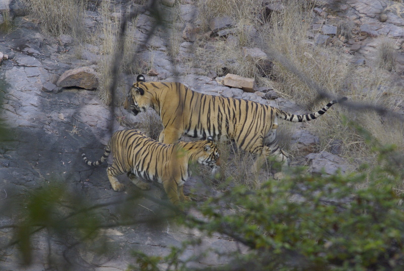 Ranthambore tijgers