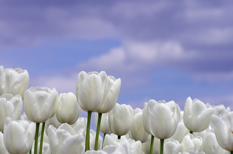 Witte tulpen