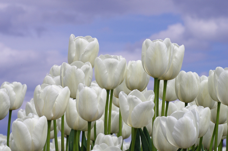 Groep tulpen