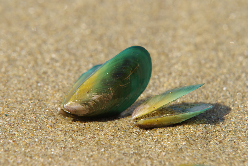 Tropische Mossel