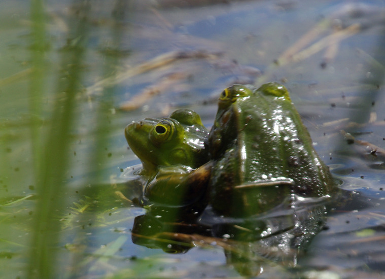 Groene Kikker
