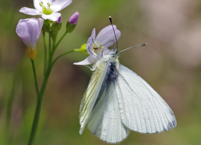 Witje op Pinksterbloem