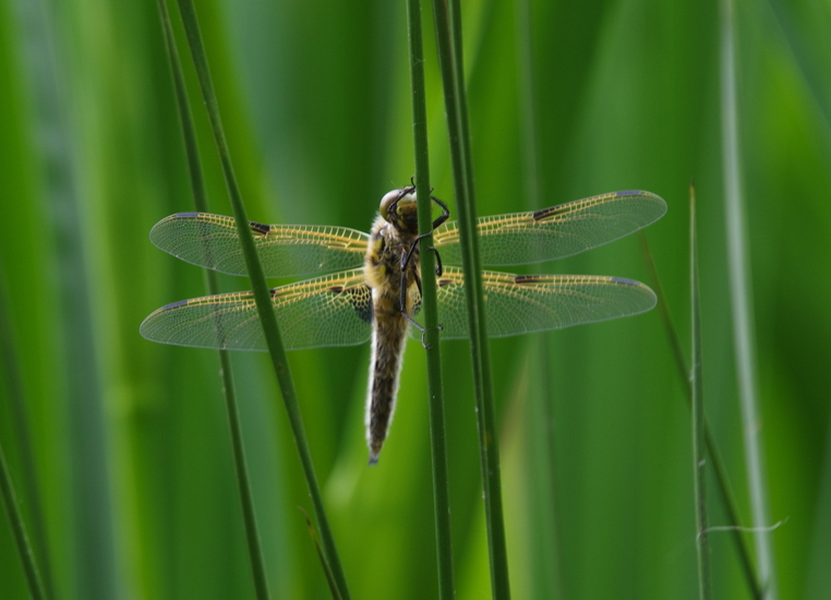 Libelle