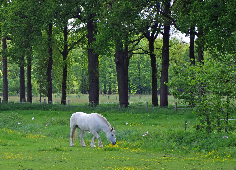 Witte Paard