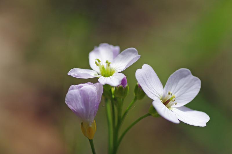 Pinksterbloemen