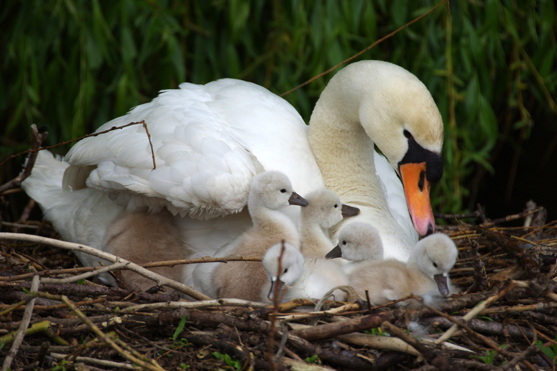 Oude Leede