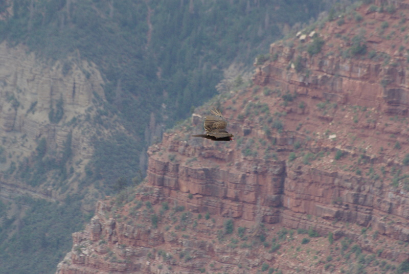 Condor