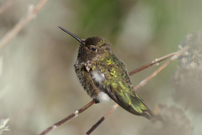 Kolibri