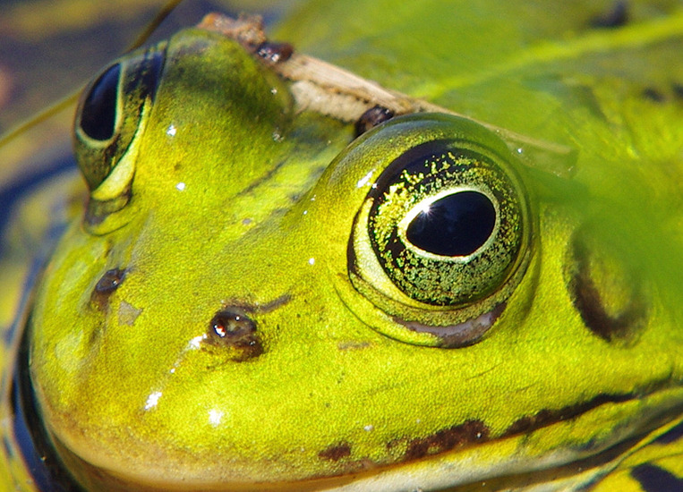 Groene kikker