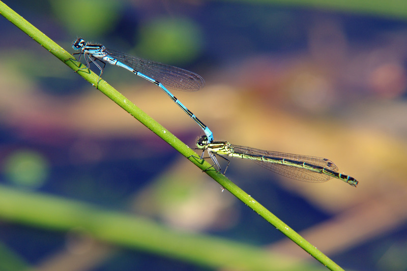 Libelle