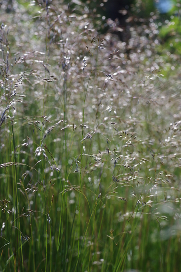 Gras