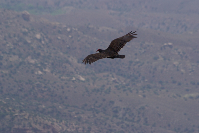 Condor