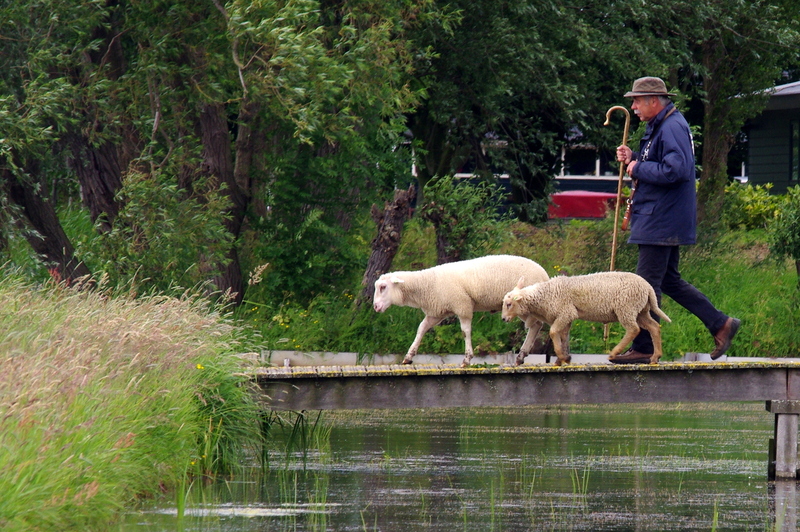 Herder