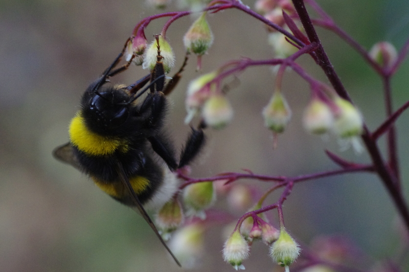 Hommel
