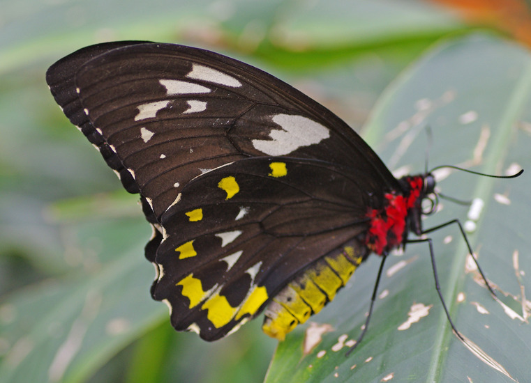 Vlinder