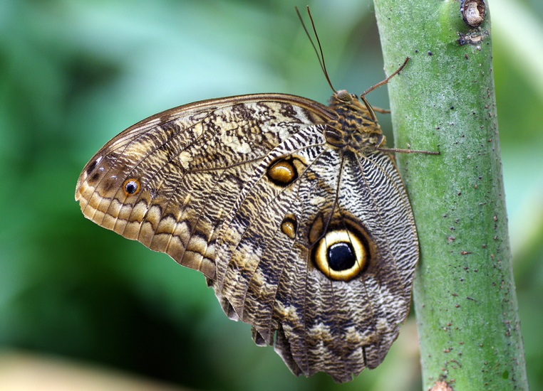 Vlinder