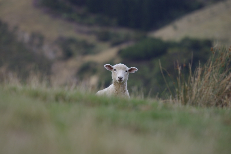 Schaap