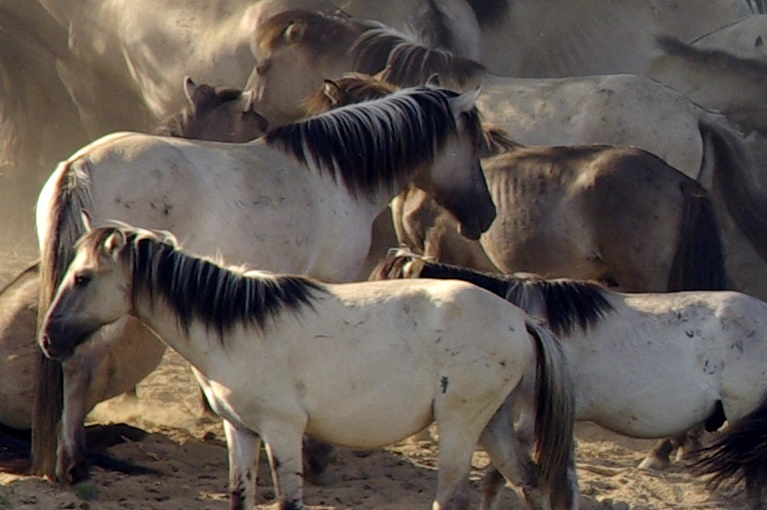Koniks paarden