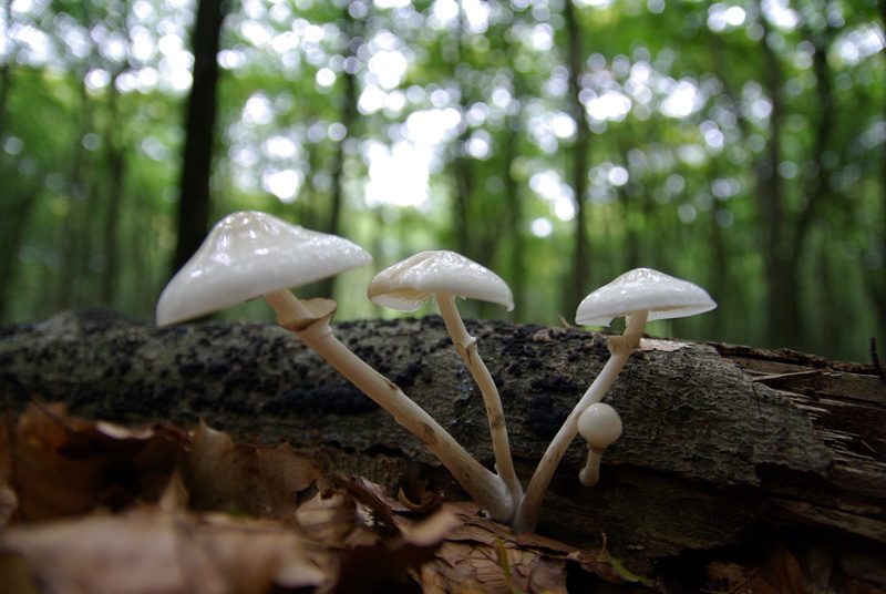 Paddestoelen